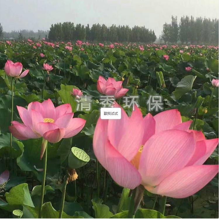 荷花苗種植各方面的要求有哪些？